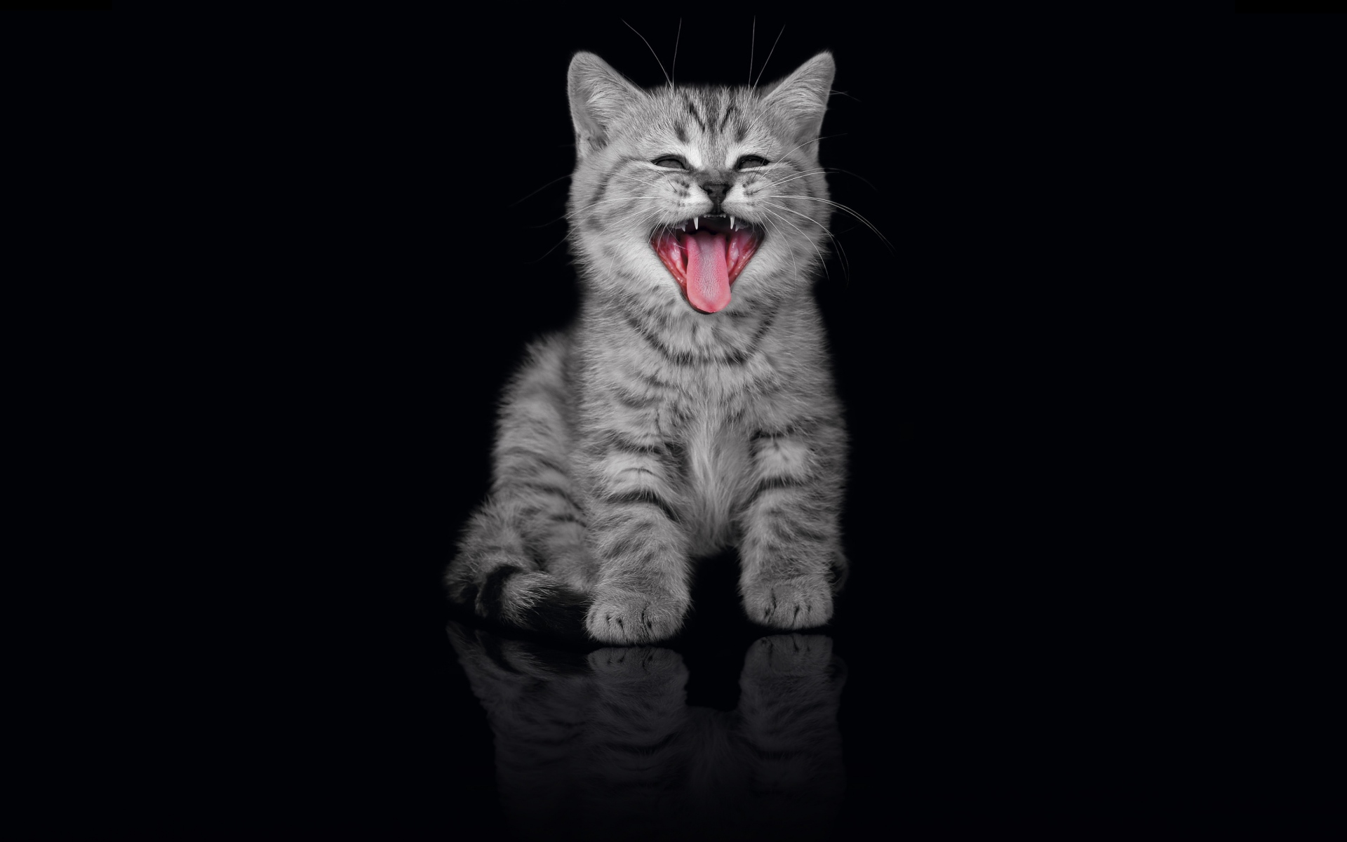 Картинки котенка, плачущего, открытый рот , темный фон фото и обои на рабочий стол