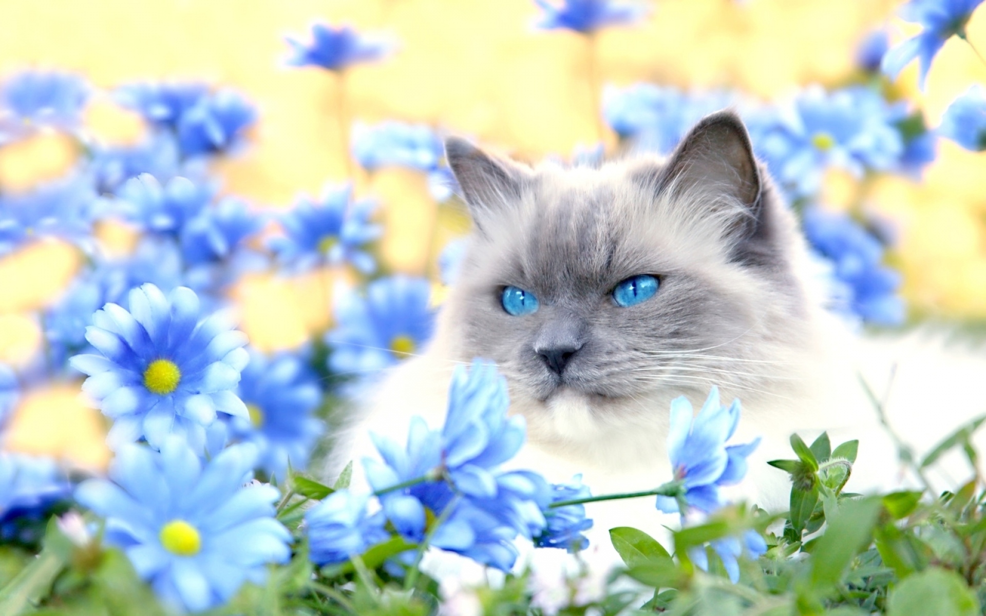 1 день весны и день кошек картинки. Красивые кошки. Красивые котята. Котенок в цветах. Котенок с голубыми глазами.