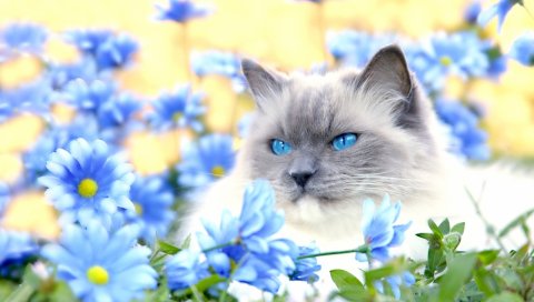 кошка, пушистый, голубой, глаз, ложь, цветы, трава