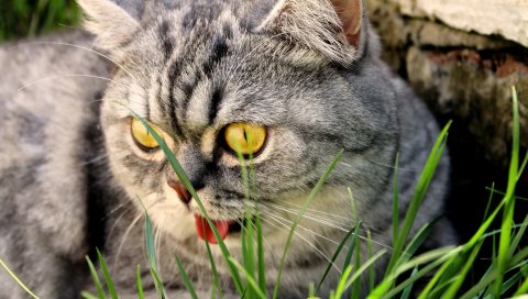 кошка, лицо, трава ,глаза