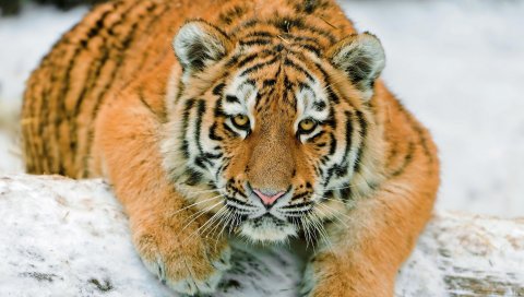 тигра, снег, вниз, большая кошка, хищник