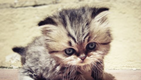 Котенок, лицо, пушистый, взгляд