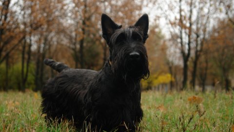 Шотландский терьер, трава, собака,