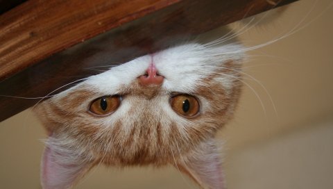 Кошка, лицо, ложь, взгляд, игривый