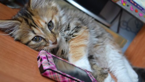 Котенок, стол, ложь, телефон