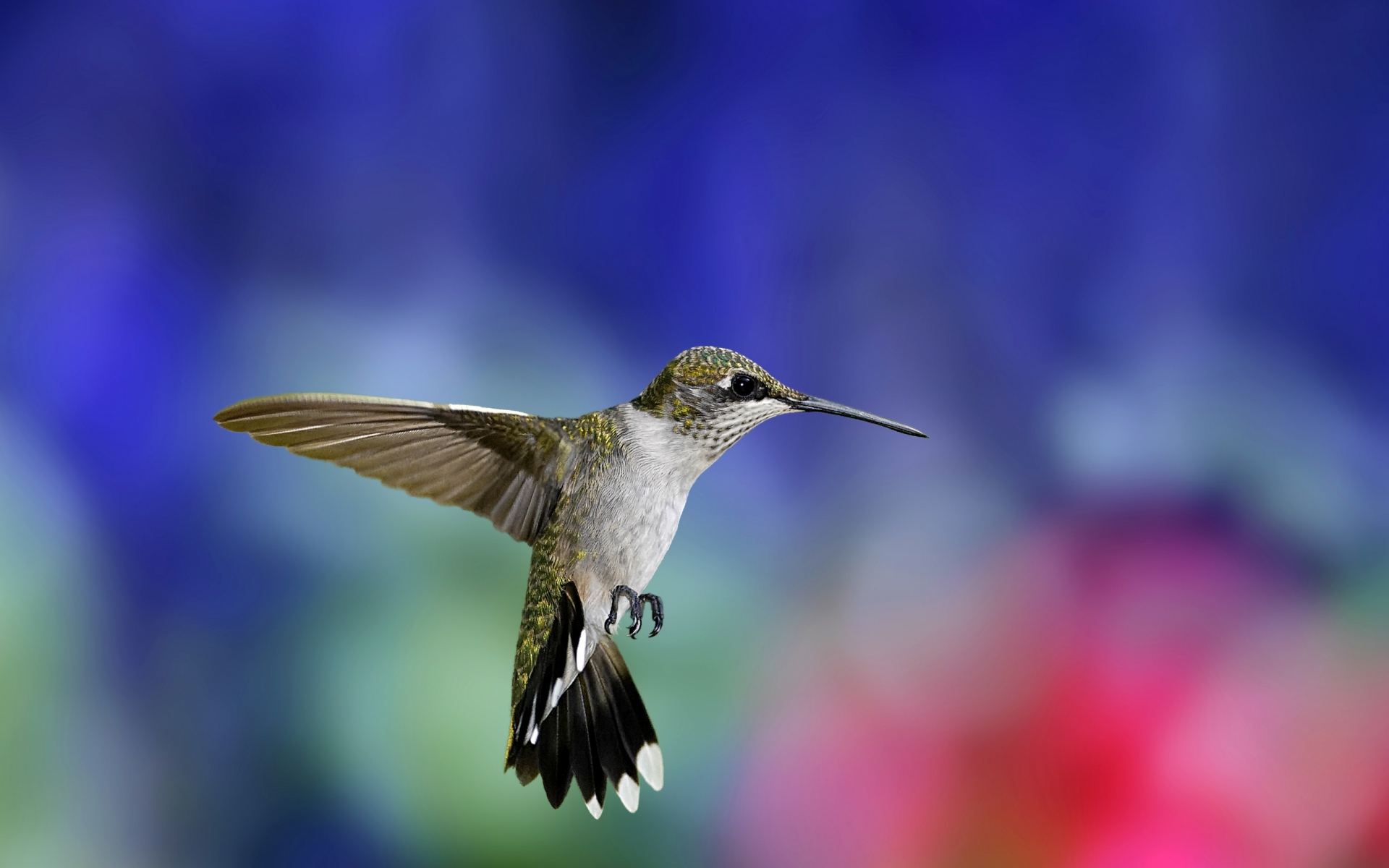Картинки Hummingbird, птица, взмахивающие крылья, фон, размытие фото и обои на рабочий стол