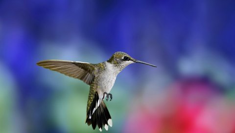 Hummingbird, птица, взмахивающие крылья, фон, размытие
