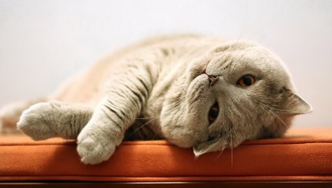 Кошка, лицо, ложь