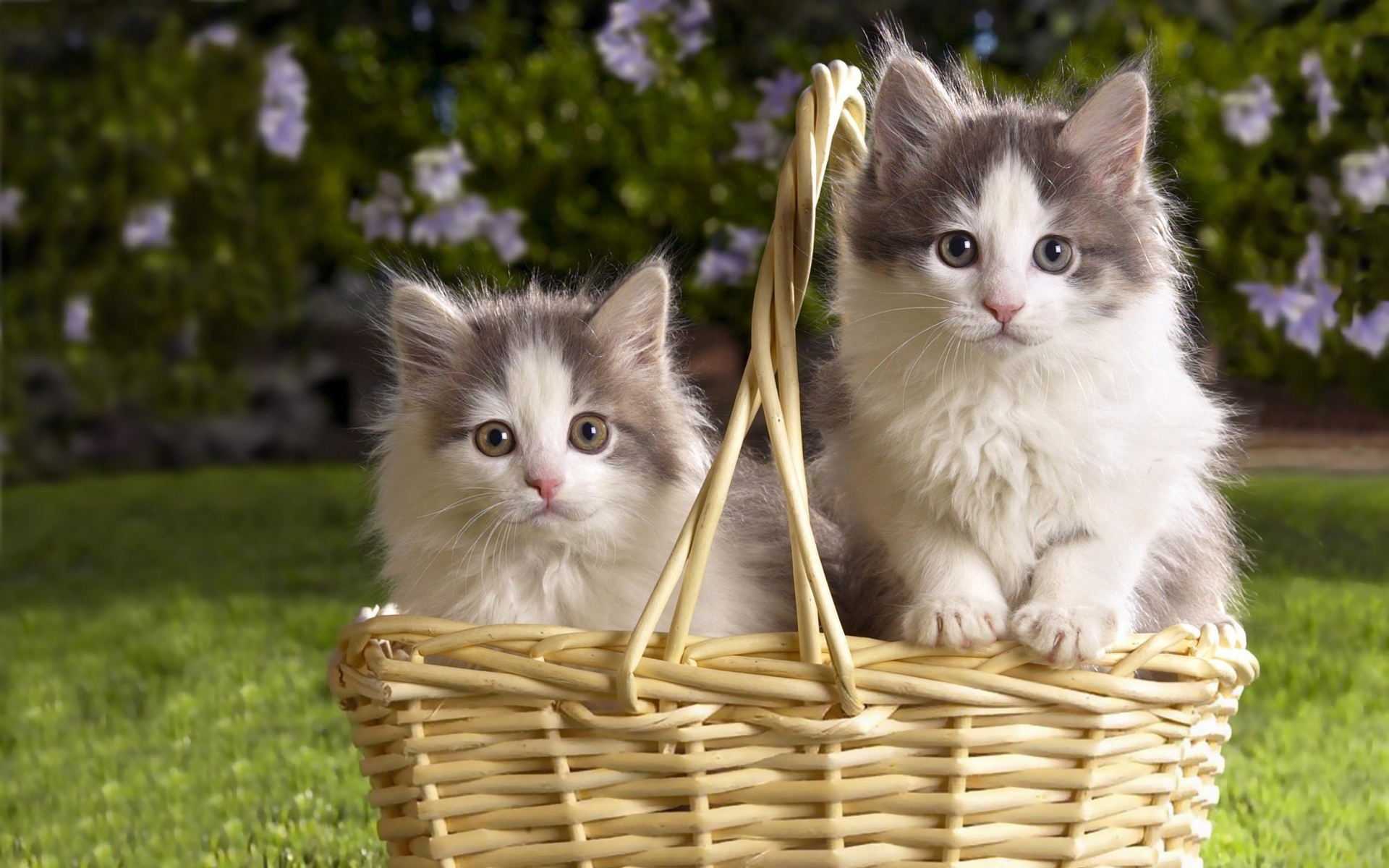 фото красивых кошек и котят
