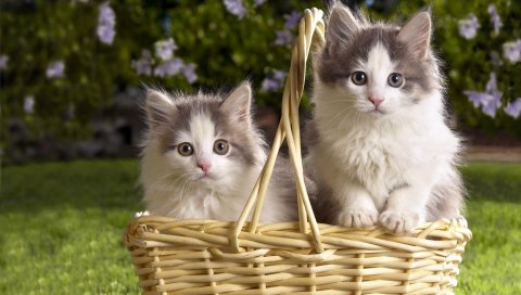 Котята, паровая корзина, цветы, трава, три