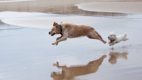 Собака, бег, прыжок, вода