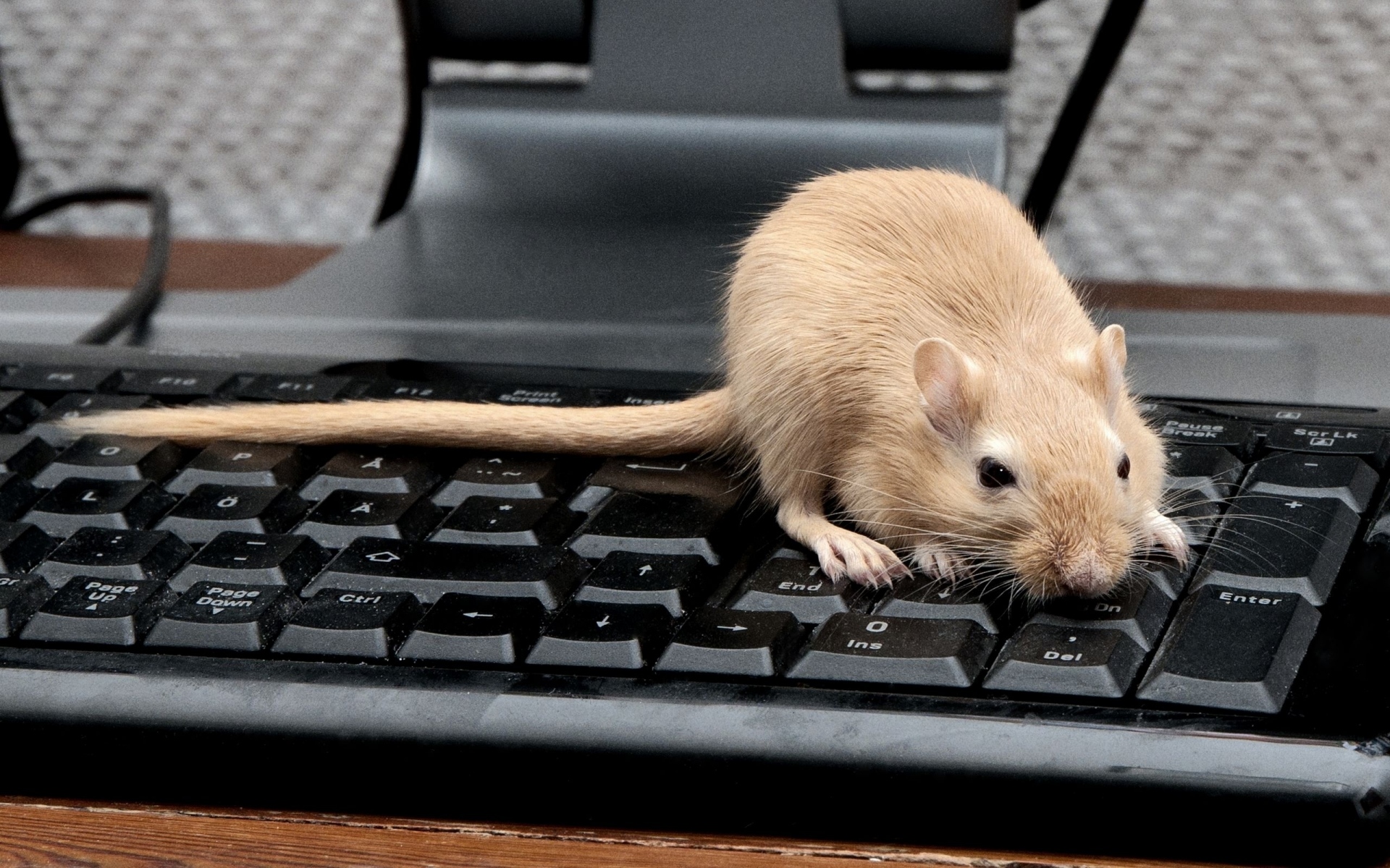 Картинки Мышь, крыса, клавиатура, лазание, грызун фото и обои на рабочий стол