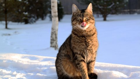 Кошка, лизать себя, зима, снег