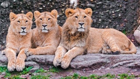 Львы, три, сидят, хищники