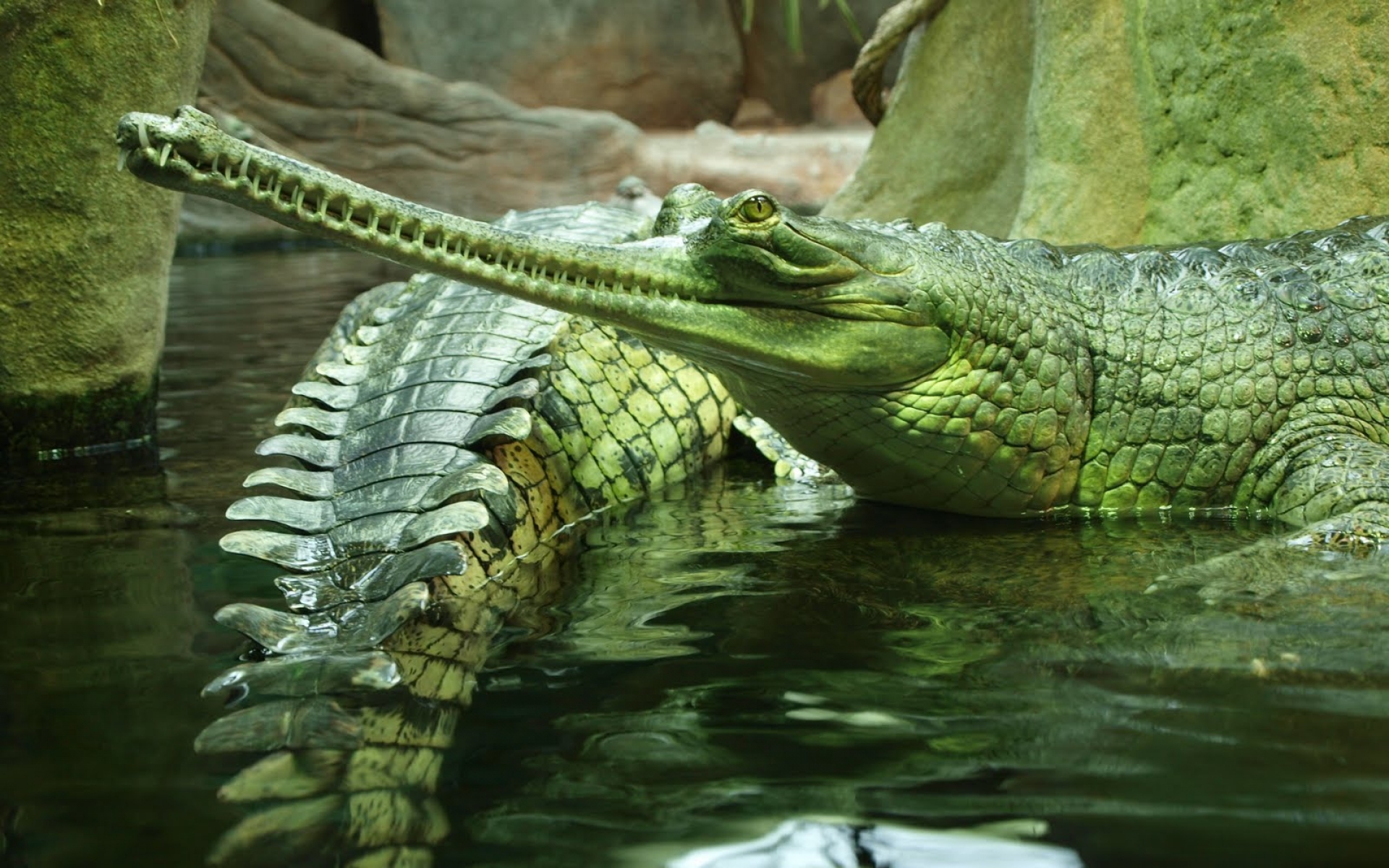 Крупное водное пресмыкающееся. Крокодил Аллигатор гавиал. Гангский гавиал крокодилы. Крокодил Аллигатор Кайман гавиал. Пресмыкающиеся Аллигатор.