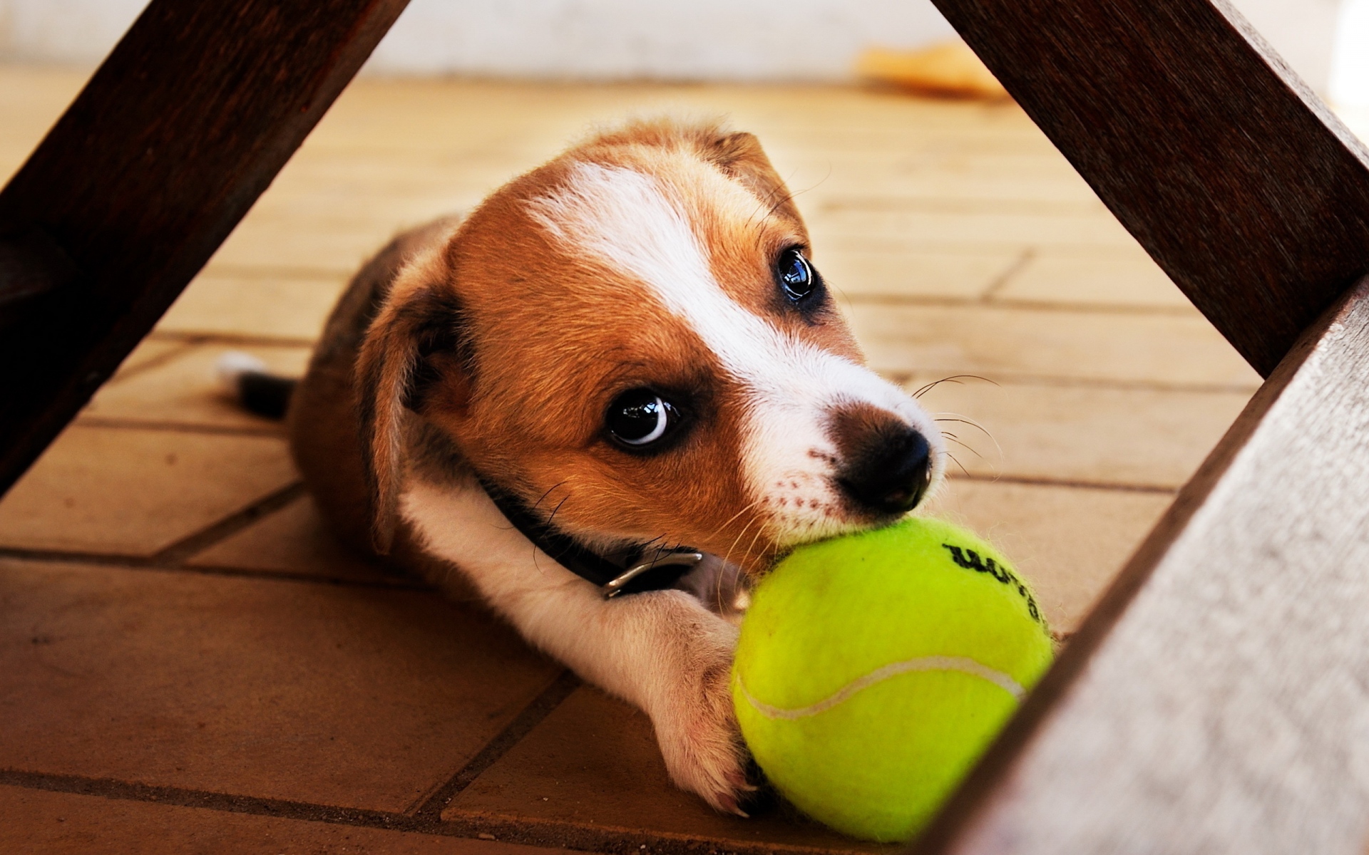 Картинки Собака, мяч, игра, игривая фото и обои на рабочий стол