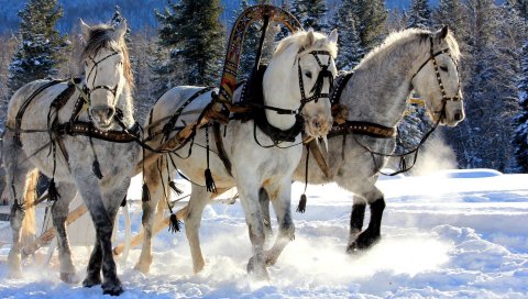 Лошади, три, команда, снег, сани