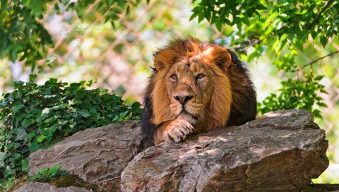 Лев, лицо, камни, ложь, король зверей, большой кот, хищник
