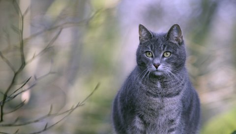 Кошка, жирная, лежащая, серая, полосатая