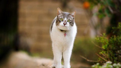 Кошка, прогулка, пятнистый, стоя