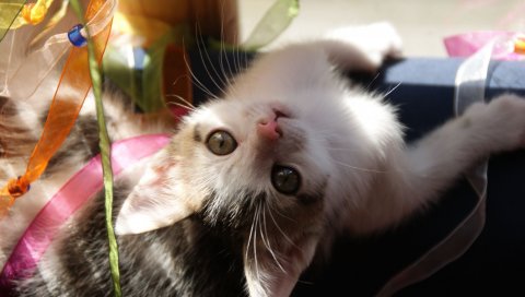 Котенок, игривый, взгляд, ребенок