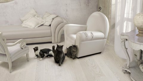 Кошки, три, мебель, диван, стул, комната, интерьер