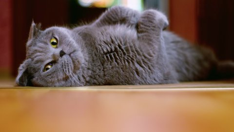 Кошка, лоскутная, брит, ложь