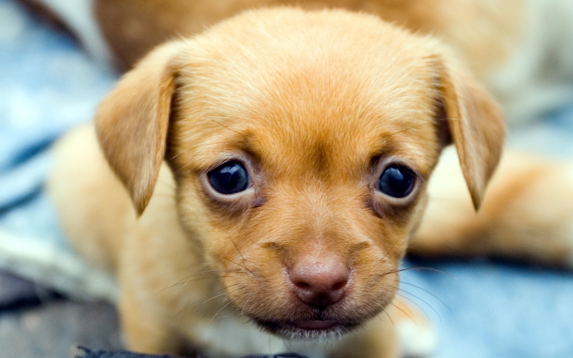 Картинки Щенок, морда, глаза, ребенок фото и обои на рабочий стол