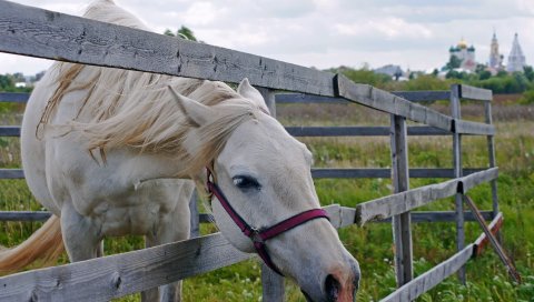 Лошадь, забор, трава