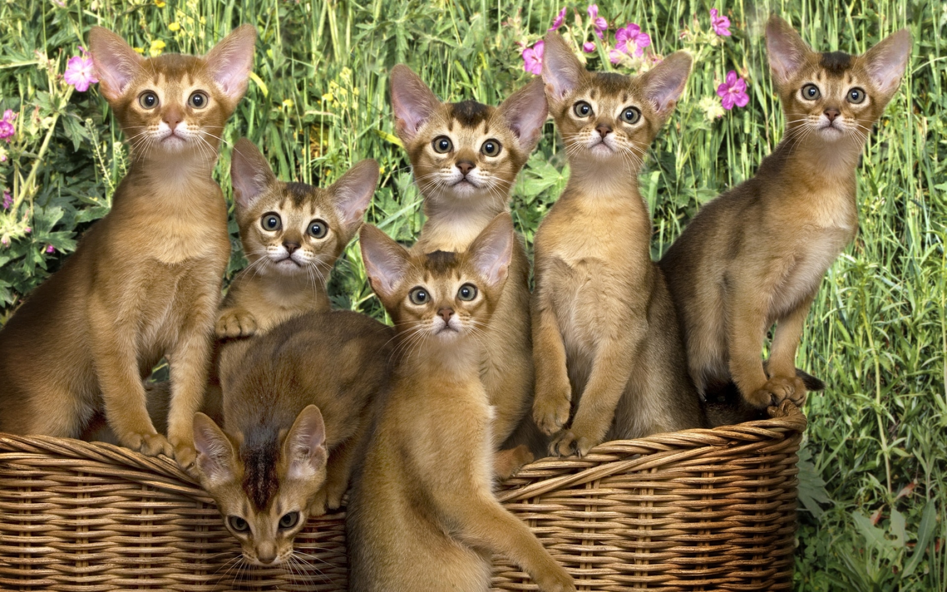 Картинки Котята, корзина, цветы, много фото и обои на рабочий стол