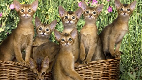 Котята, корзина, цветы, много
