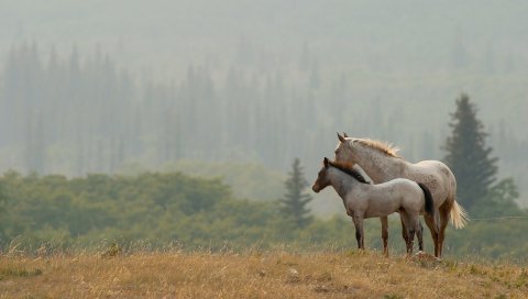 Лошади, пара, трава, расстояние, стенд