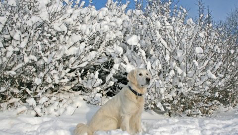 Собаки, ошейники, сидя, снег, деревья