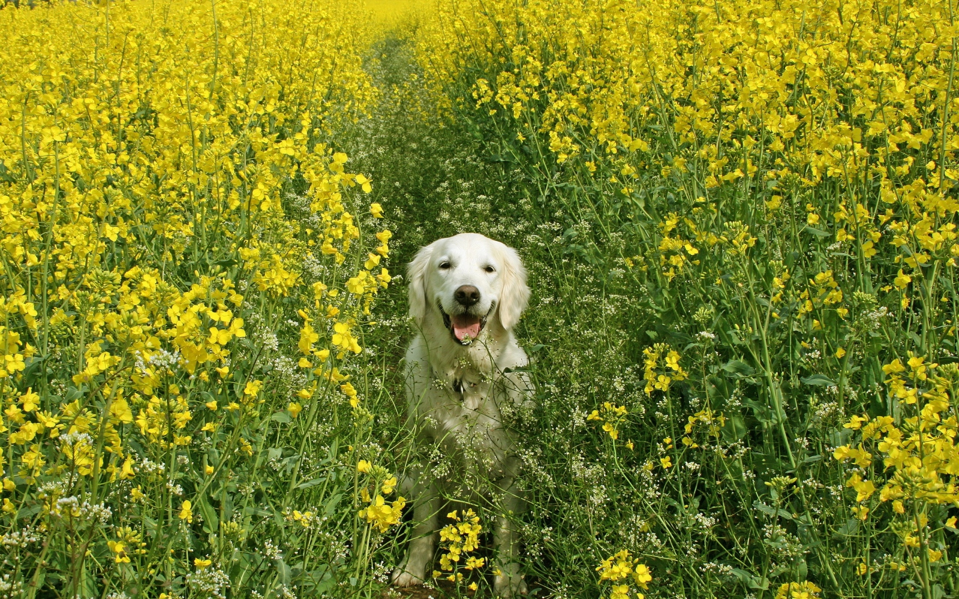 Картинки Собака, трава, поле, цветы фото и обои на рабочий стол