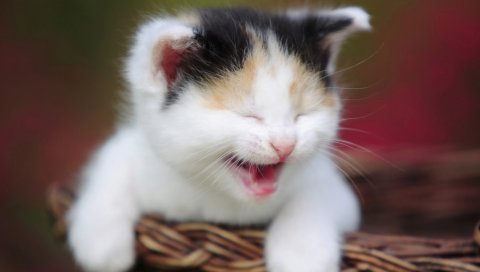 Котенок, плач, шоппинг, пятнистый