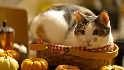 Кот, лежа, корзина, тыква, любопытство