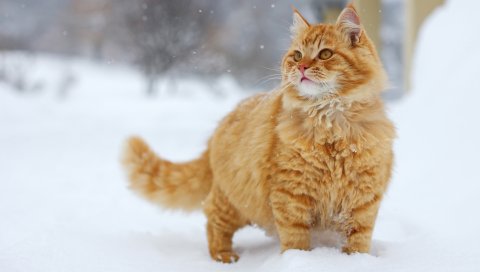 Кошка, пушистая, ходьба, мех