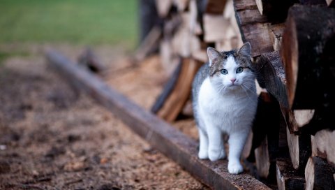 Кошка, забор, прогулка