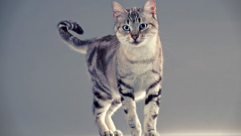 Кошка, табби, подставка