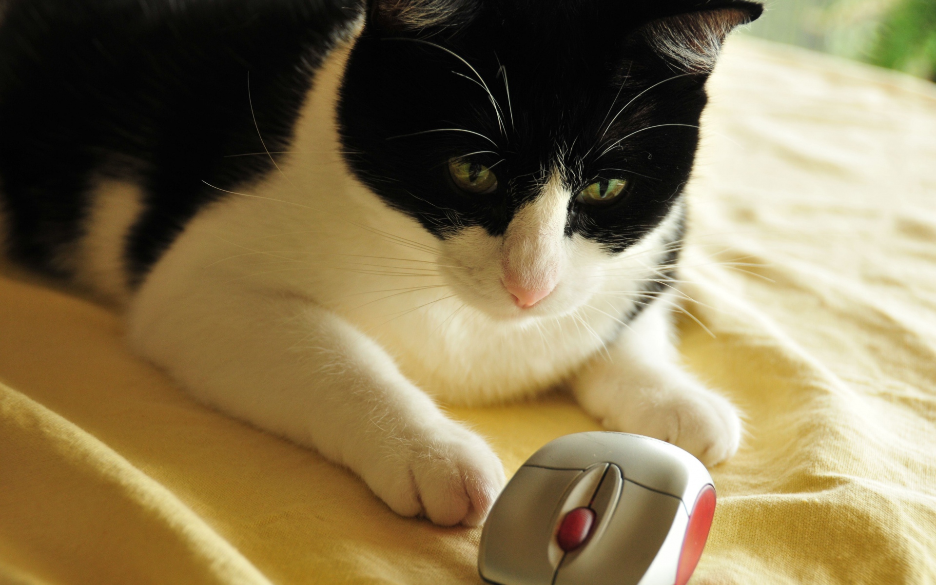 Картинки Кошка, компьютерная мышь, игрушка, игра, пятнистая фото и обои на рабочий стол