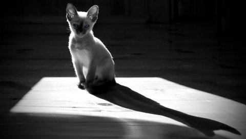 Котенок, тень, сидя, черно-белый