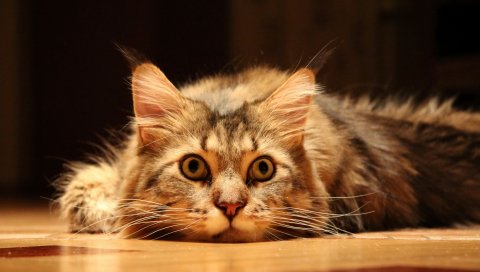 Кошка, морда, пушистая ложь