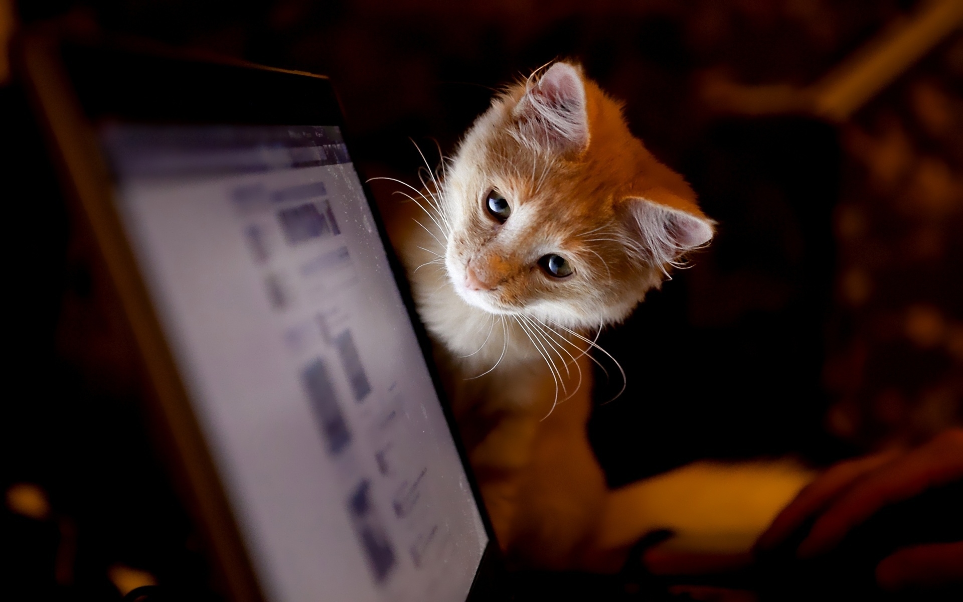 Картинки Кошка, компьютер, любопытство фото и обои на рабочий стол