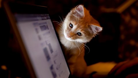 Кошка, компьютер, любопытство