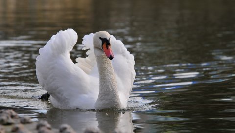 Лебедь, птица, вода, плавание, перья