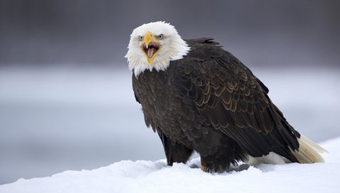 Орел, птица, хищник, перья, снег