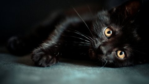 Котенок, черный, ложь