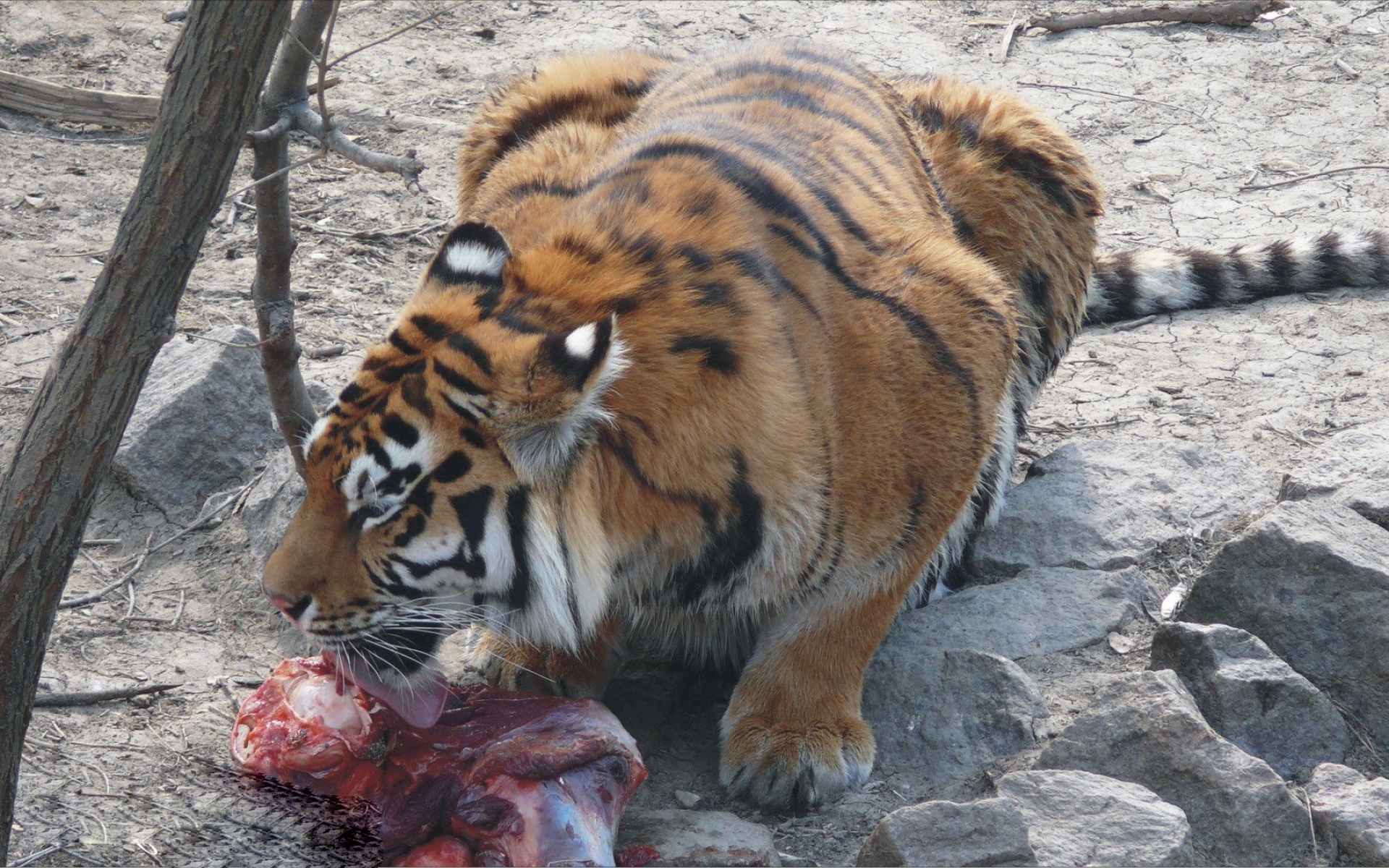 Тигр есть мясо. Амурский тигр питание. Амурский тигр с добычей.
