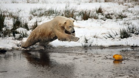 Медведь, вода, река, трава
