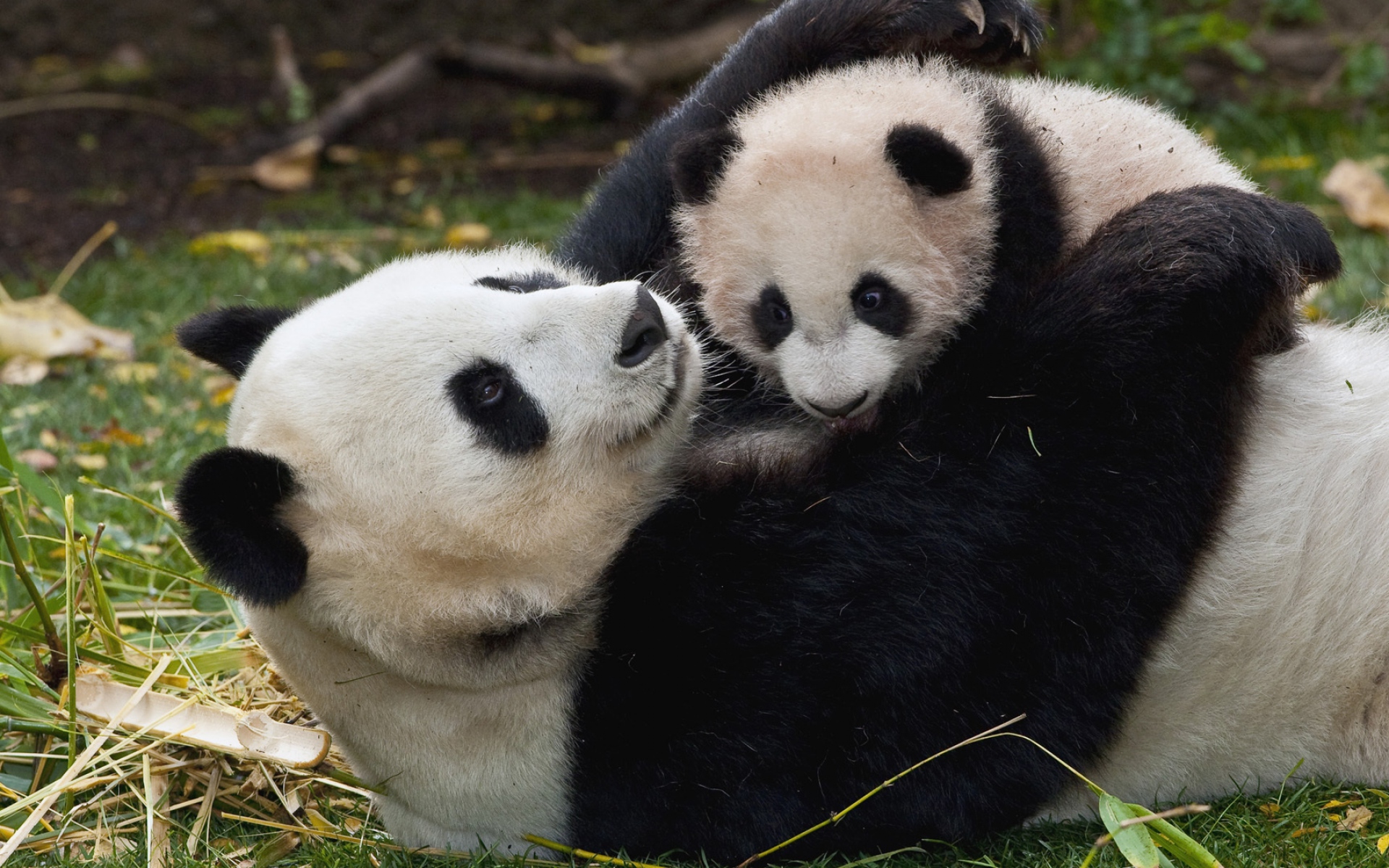 Картинки Panda, детеныш, cuddling, пара, трава, игра фото и обои на рабочий стол